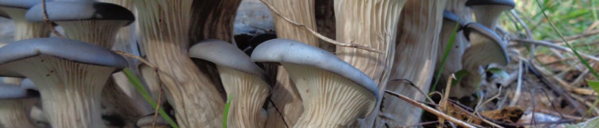 Pleurotes bleus (Pleurotus columbinus) aux chapeaux gris bleuté poussant en touffe