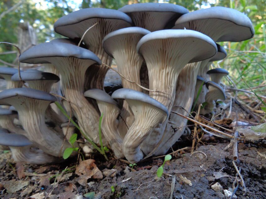 Pleurotes bleus (Pleurotus columbinus) aux chapeaux gris bleuté poussant en touffe