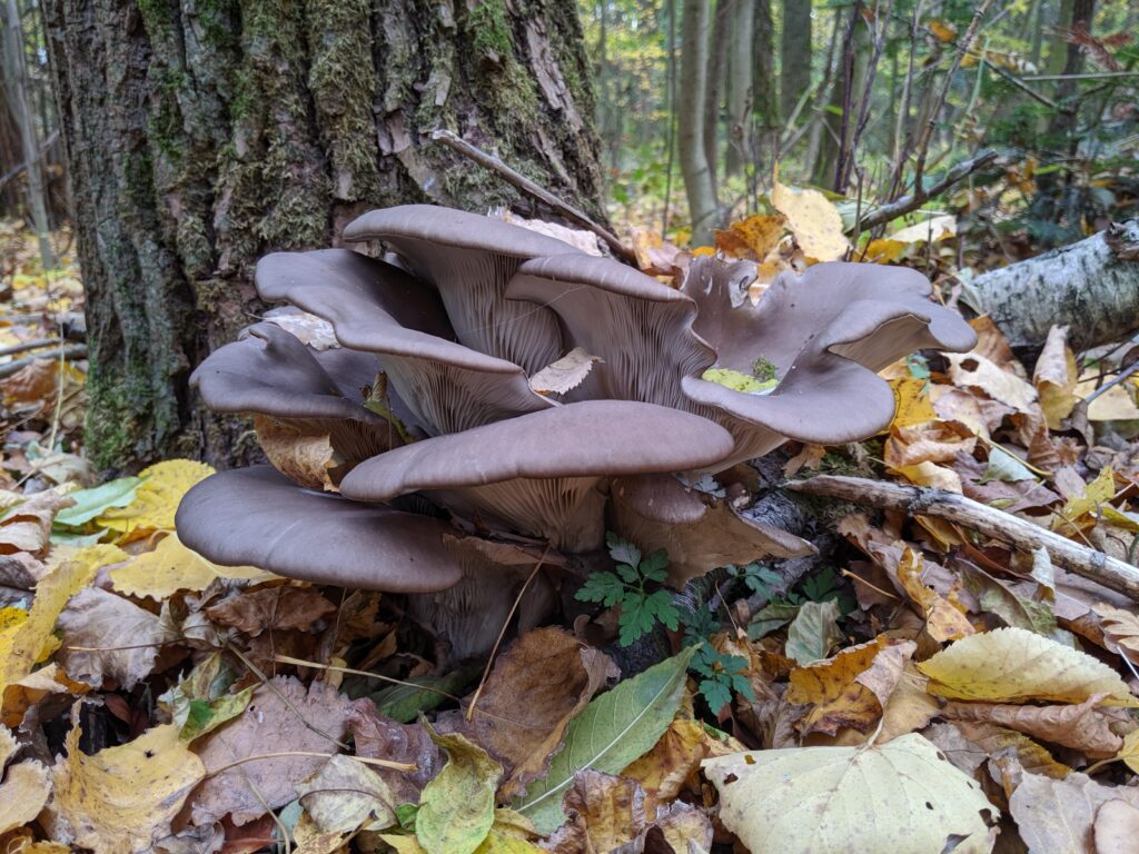 Pleurotes en huître (Pleurotus ostreatus) poussant sur un peuplier, parmi les feuilles mortes.