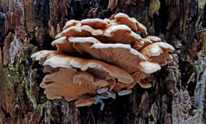 Pleurotes pulmonaires (Pleurotus pulmonarius) aux chapeaux clairs poussant en groupe