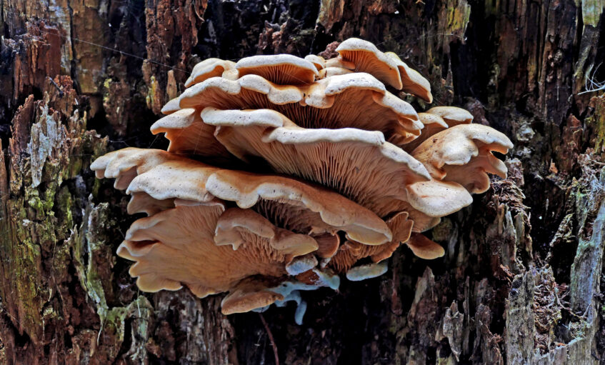 Pleurotes pulmonaires (Pleurotus pulmonarius) aux chapeaux clairs poussant en groupe