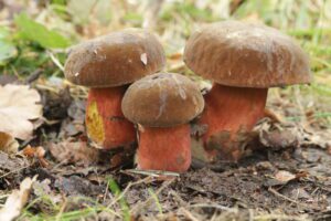 Trois bolets à pied rouge aux chapeaux brun velouté et aux pieds rougeâtres, poussant sur le sol forestier.