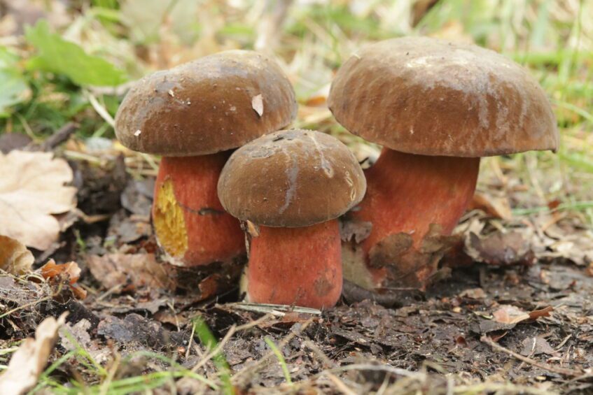 Trois bolets à pied rouge aux chapeaux brun velouté et aux pieds rougeâtres, poussant sur le sol forestier.