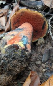 Vue sous le chapeau d'un bolet à pied rouge montrant ses pores rouge foncé et son pied rouge orangé présentant des zones bleuies.
