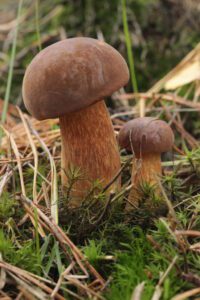 Deux bolets bais au chapeau brun et au pied brunâtre parmi les mousses et les aiguilles de conifères.