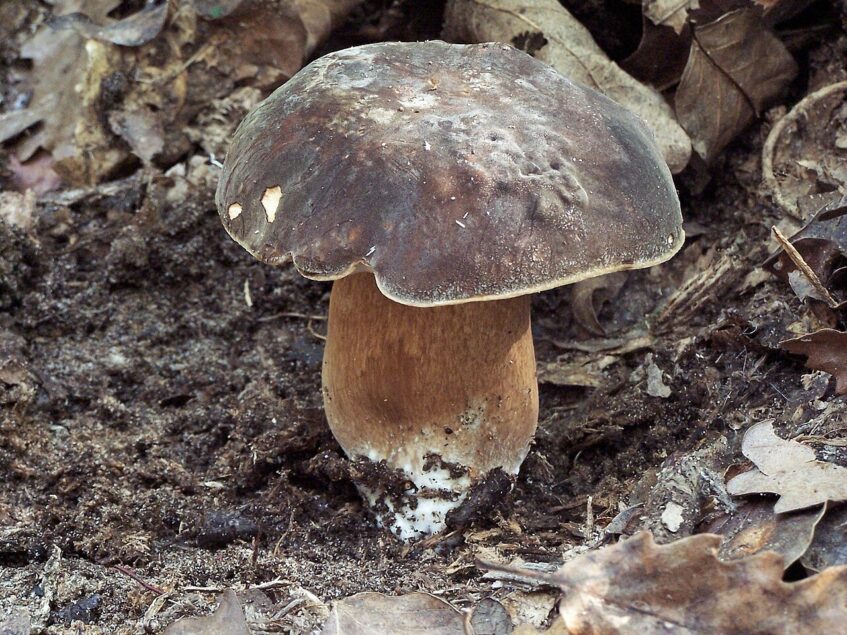 Cèpe bronzé (Boletus aereus) au large chapeau brun très sombre et au pied robuste