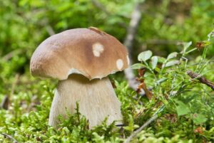 Cèpe de Bordeaux (Boletus edulis) au chapeau brun et au pied épais, photographié en milieu naturel