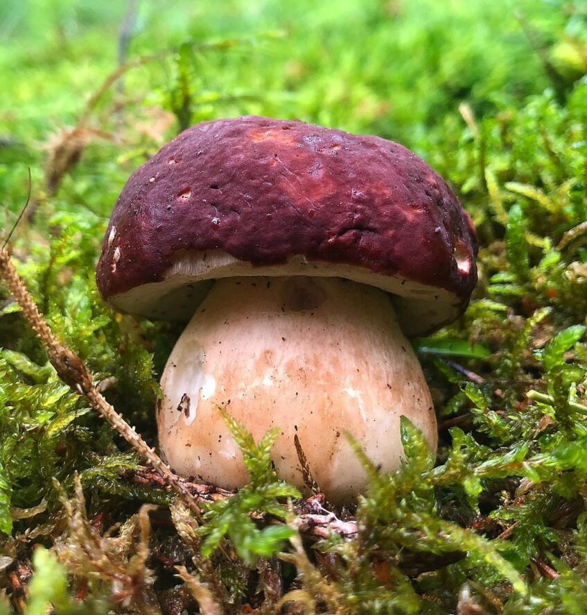 Cèpe des pins (Boletus pinophilus) au chapeau brun rougeâtre et au pied massif