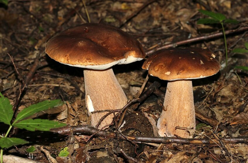 Deux cèpes d'été (Boletus aestivalis) aux chapeaux bruns et aux pieds clairs, dans la litière forestière