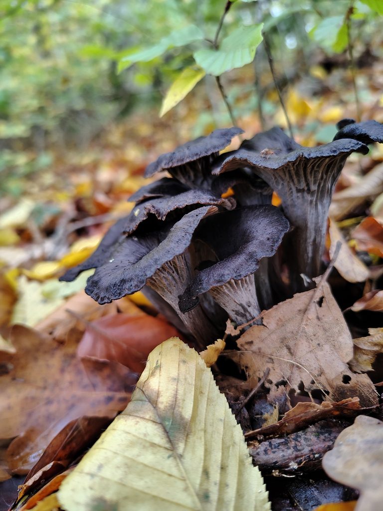 Groupe de chanterelles cendrées aux chapeaux gris noirâtre en forme d'entonnoir, avec des plis gris visibles sous les chapeaux.