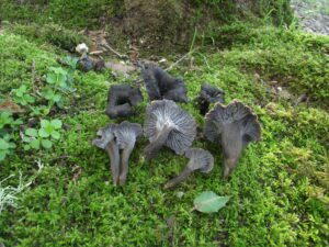 Groupe de chanterelles cendrées aux chapeaux sombres et aux plis gris visibles, poussant au milieu de la mousse verte.