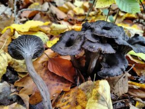 Dessous d'une chanterelle cendrée montrant ses plis gris clair, fourchus et décurrents, à côté de spécimens aux chapeaux sombres.