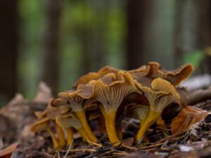Groupe de chanterelles en tube (Craterellus tubaeformis) montrant leurs chapeaux bruns, leurs plis et leurs pieds jaunes