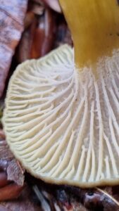 Gros plan du dessous d'une chanterelle en tube montrant ses plis épais, fourchus et décurrents sur le pied