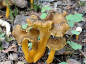 Chanterelles jaunissantes aux chapeaux bruns ondulés et aux pieds jaune orangé dans la litière forestière.