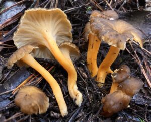 Dessous faiblement ridé du chapeau d’une chanterelle jaunissante, prolongé par un pied jaune orangé.