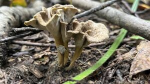 Chanterelles sinueuses avec leurs pieds élancés et leurs chapeaux bruns aux bords ondulés.