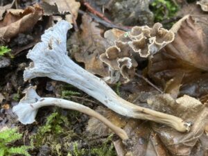 Dessous clair de chanterelles sinueuses, montrant les plis peu marqués qui se prolongent sur les pieds.
