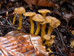 Plusieurs chanterelles en tube aux chapeaux brun jaunâtre et aux pieds jaunes poussant parmi les feuilles mortes en forêt