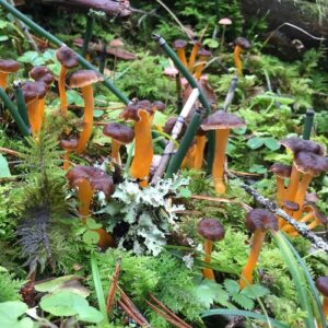Groupe de chanterelles jaunissantes aux pieds orangés poussant parmi les mousses et la végétation du sous-bois.