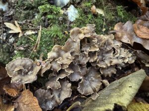 Groupe de chanterelles sinueuses aux chapeaux gris-brun ondulés, parmi les mousses et les feuilles mortes.