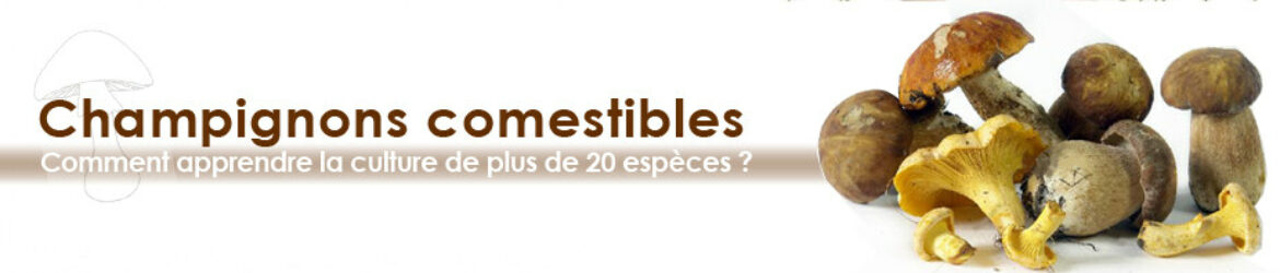 Champignons comestibles – apprendre à cultiver plus de 20 espèces