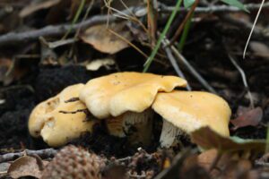 Groupe de girolles ferrugineuses aux chapeaux jaune ocre, poussant au sol dans leur milieu naturel.