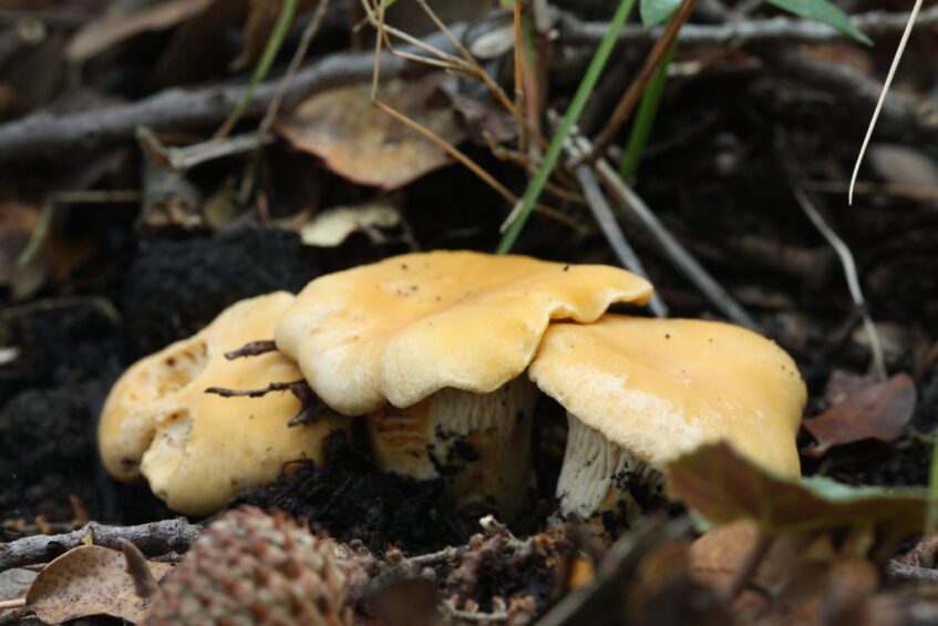 Groupe de girolles ferrugineuses aux chapeaux jaune ocre, poussant au sol dans leur milieu naturel.