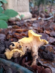 Girolles ferrugineuses aux chapeaux jaunâtres poussant parmi les feuilles mortes d'un sous-bois.