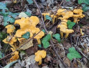 Groupe de girolles jaunes (Cantharellus cibarius) poussant au sol parmi les feuilles mortes et le lierre