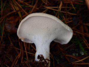 Face inférieure d'un jeune pied-de-mouton montrant des aiguillons très courts, encore peu développés, sous le chapeau.
