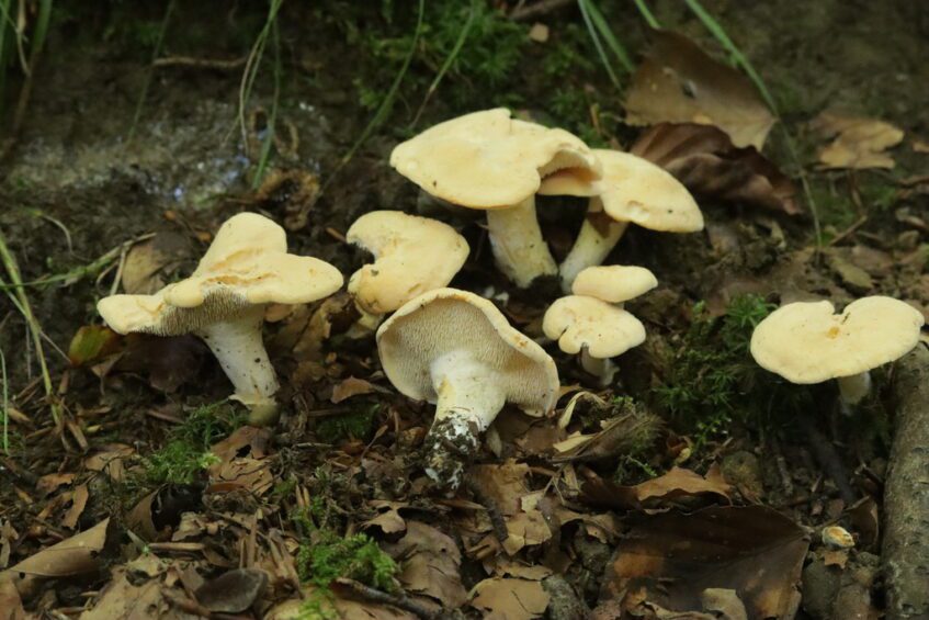 Groupe de pieds-de-mouton aux chapeaux crème irréguliers, poussant parmi les feuilles mortes et la mousse en forêt.
