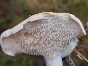 Vue du dessous d'un pied-de-mouton montrant ses longs aiguillons blanchâtres, serrés et décurrents sur le haut du pied.