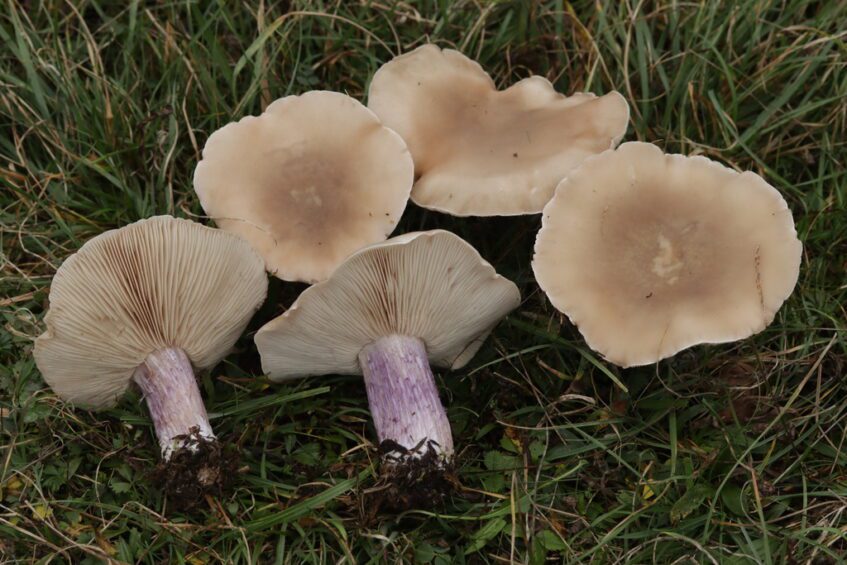 Cinq pieds-violets disposés dans l'herbe, montrant leurs chapeaux beige brun, leurs lames claires et leurs pieds violacés.