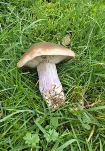 Pied-violet photographié dans l'herbe, avec un chapeau beige brun, des lames claires et un pied violacé.