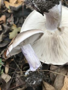 Deux pieds-violets montrant leurs lames crème serrées et leurs pieds lilas, dont un exemplaire retourné.