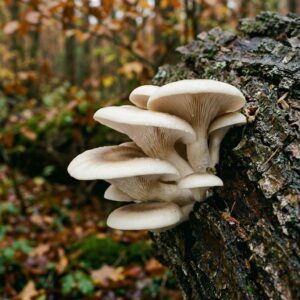 Pleurote de l'orme (Hypsizygus ulmarius) présentant un chapeau clair et des lames sous le chapeau