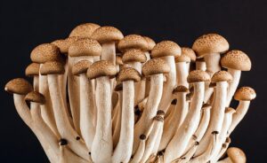 Touffe de pleurotes tesselés (Hypsizygus tessulatus) aux chapeaux bruns tachetés et aux pieds clairs