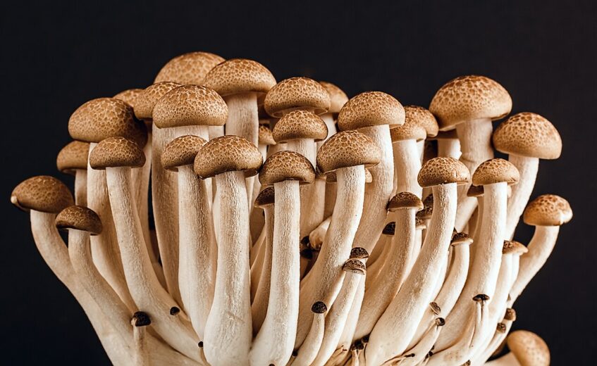 Touffe de pleurotes tesselés (Hypsizygus tessulatus) aux chapeaux bruns tachetés et aux pieds clairs