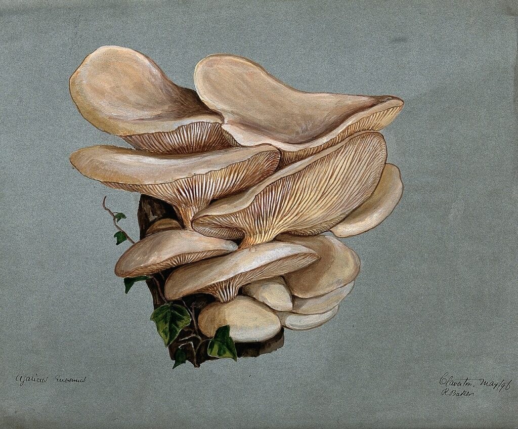 Illustration historique de Pleurotus euosmus poussant sur du bois
