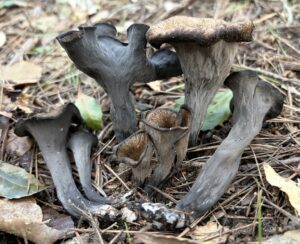 Groupe de trompettes de la mort aux chapeaux sombres en entonnoir et à la face externe grisâtre, sur le sol forestier.